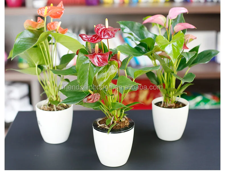 Anthurium andraeanum цветок бонсай