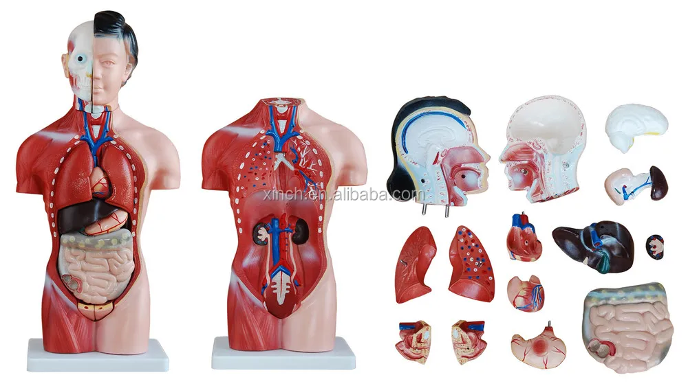15 Parts 42CM Female Human Torso anatomical model