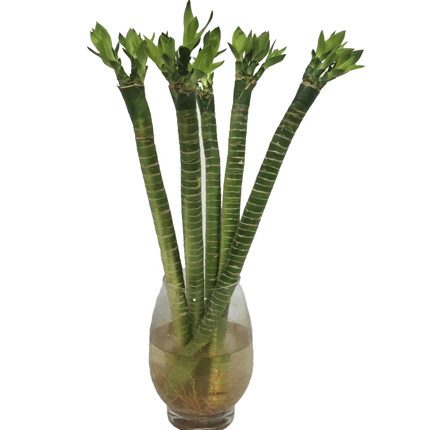 50cm lotus tiger indoor ornamental lucky bamboo