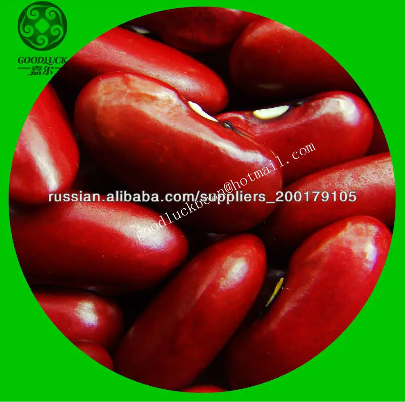 урожай 2013 Темный красная фасоль