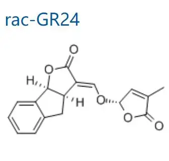 High content strigolactone RAC-GR24 99%min cytokinin plant growth regulator