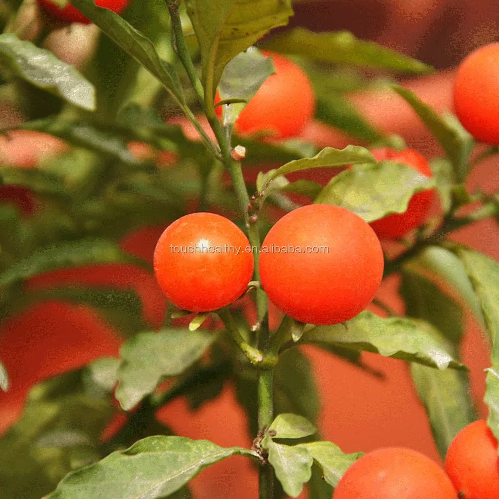 2021 Touchhealthy поставка бонсай, семена вишни, для посадки 20 семян/пакетов