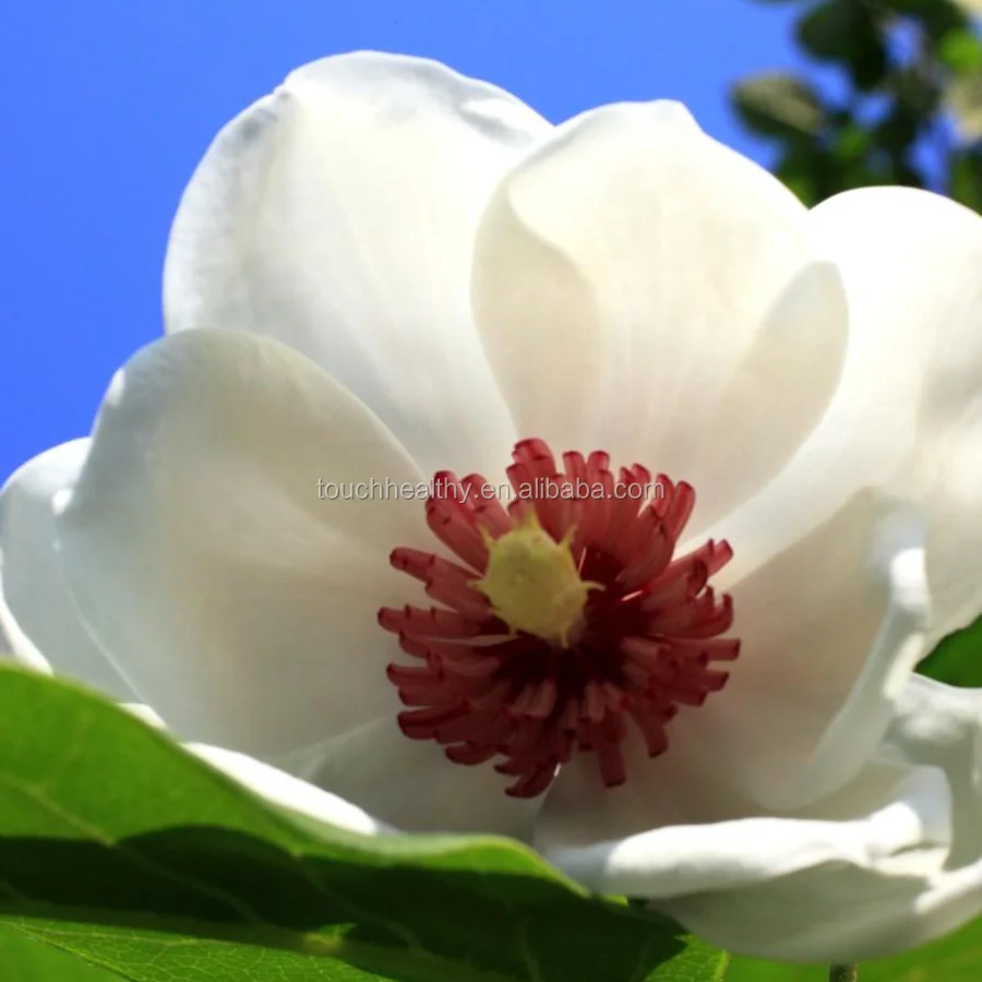 2021, семена магнолии шиболда, семена Oyama sieboldii для посадки