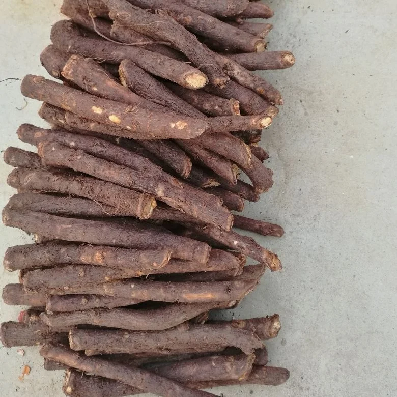 quarantine diploid fungicide and pesticide treated paulownia fortunei root cutting with phytosanitary certificate