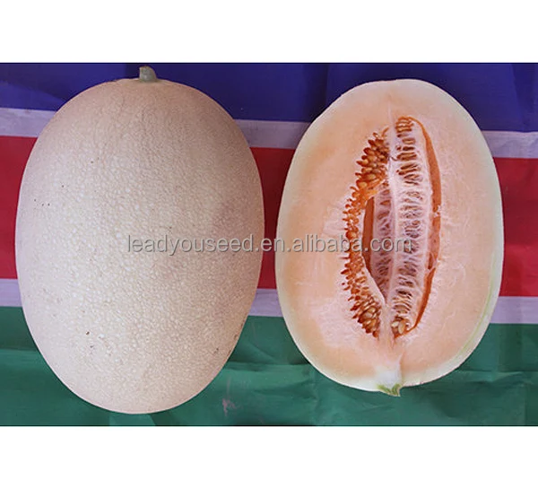 
SM24 Tianshanxue f1 hybrid mid maturity sweet melon seeds 