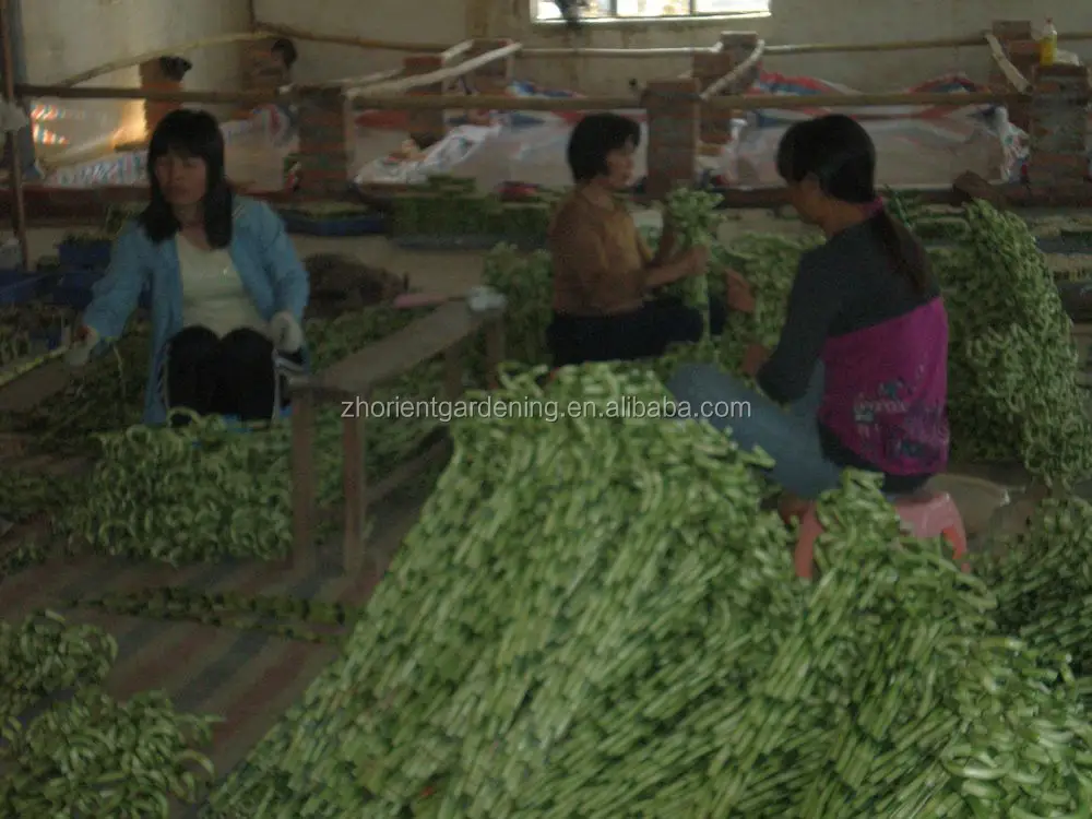 
heart shape love bonsai indoor tower lucky bamboo 
