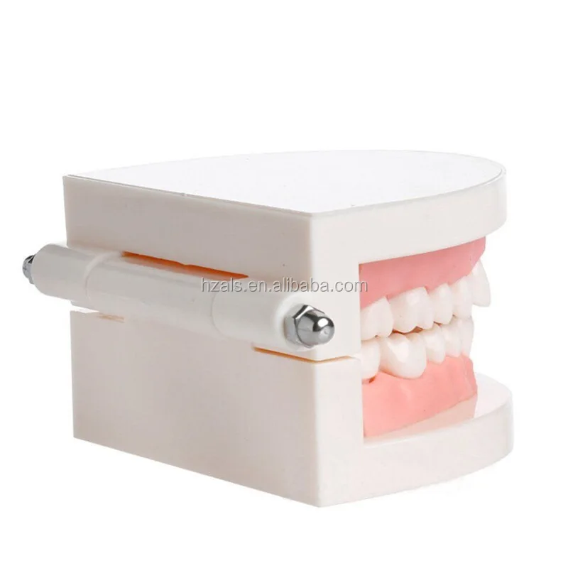 ALS Dental ceramic orthodontic Braces tooth model with Bracket