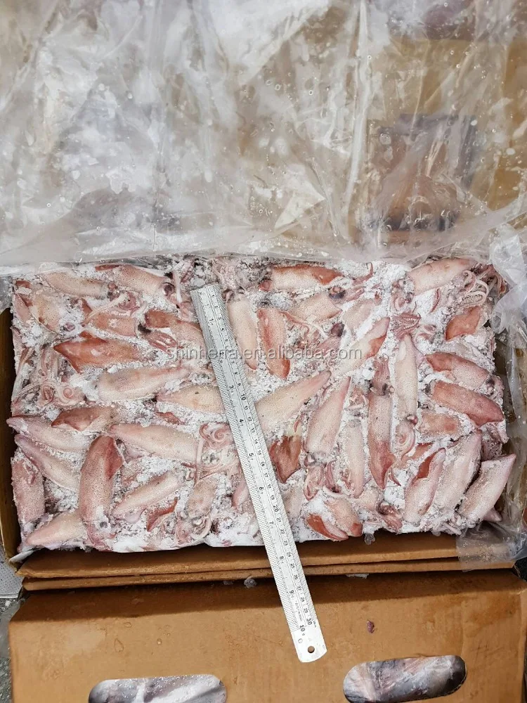 Taiwan Sea Frozen Squid Loligo