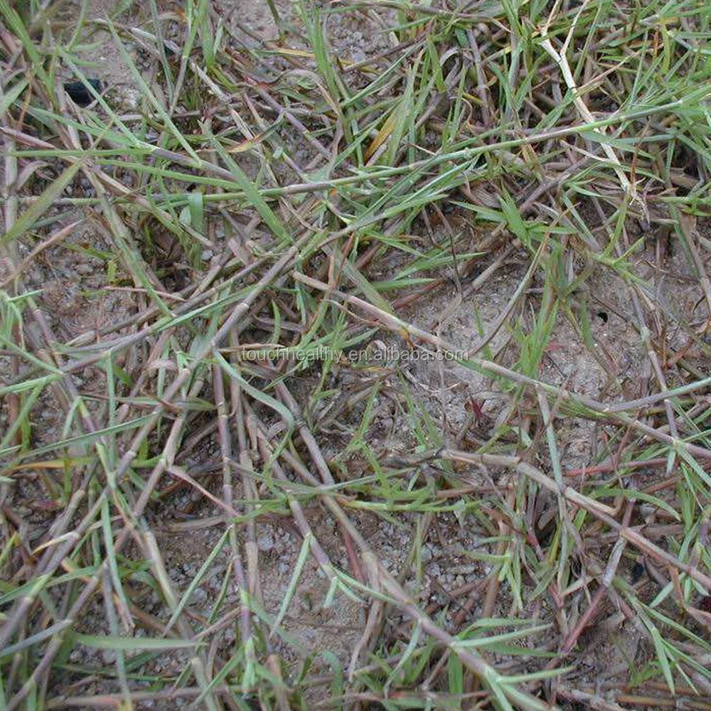2021 Touchhealthy Top quality Limpograss grass seeds from Touchhealthy