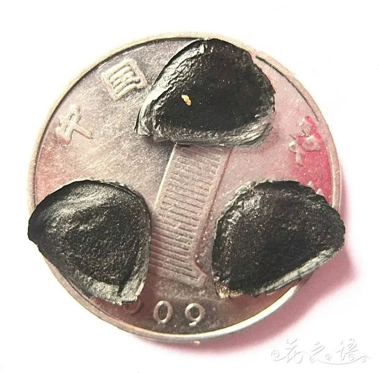 
S314 Jian ma Bulk Supply Outdoors Plants Agave Sisalana Seeds 