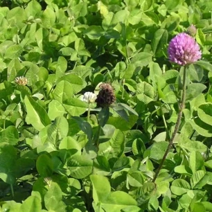 
Wholesale Trifolium pratense seeds high quality Forage grass 