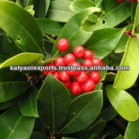 100% Pure Wintergreen Oil (Gaultheria)