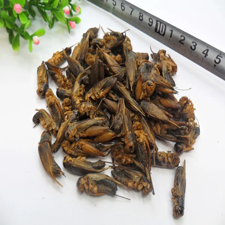 
Animal Feed Cricket Dried for Reptile Fish Bird Food from Insect Factory 