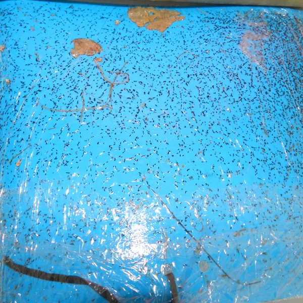 PP blue sticky traps,  pest glue cards, natural pest control way to kill thrips