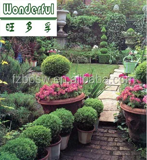 Brown and Black Seaweed Powder Fertilizer for Plant