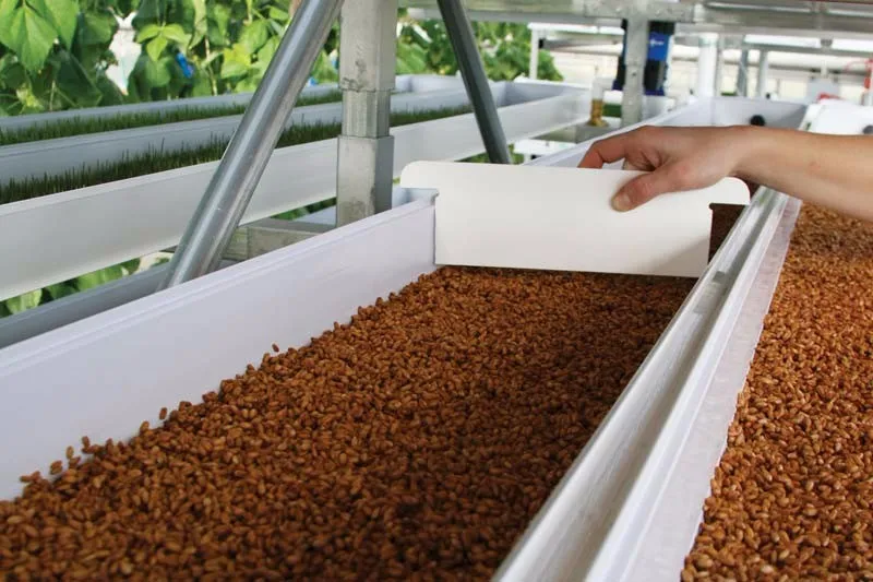 Supply High Germination Natural Barley Seeds With Low Price for Barley and Oat seed grwoing sprout