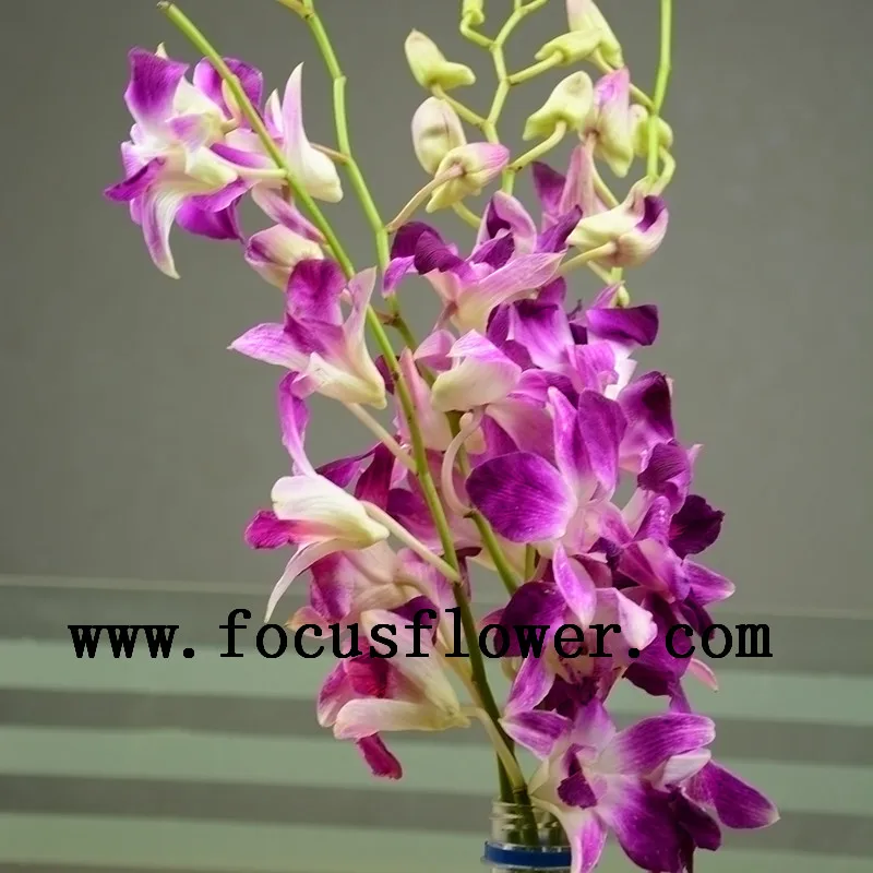 Горячий продавать черный орхидеи голландии орхидеи фиолетовые орхидеи для домашнего
