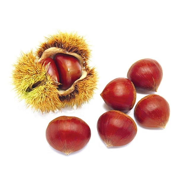 
New Crop Organic Bulk Fresh Chestnuts for sale 
