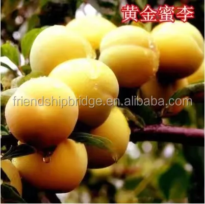 
Prunus salicina Lindl. fruit seedling 