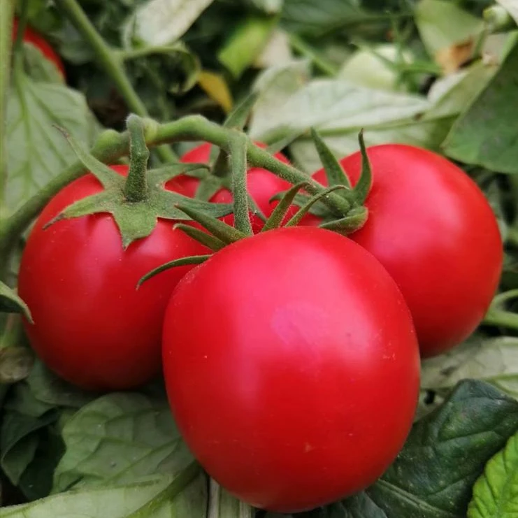 томатная паста 36-38% с известной маркой завода в Китая