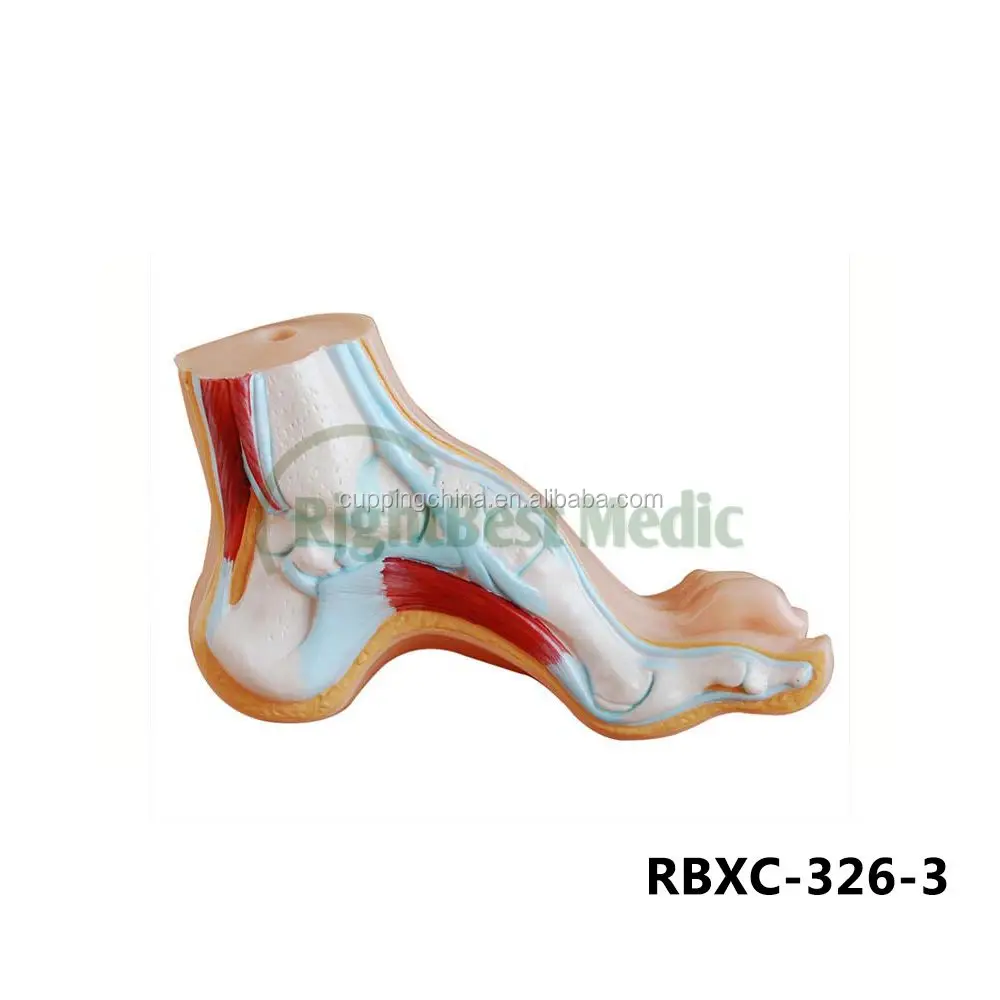 80CM HUMAN MUSCLE MODEL MALE (27 PARTS) human muscle anatomy model