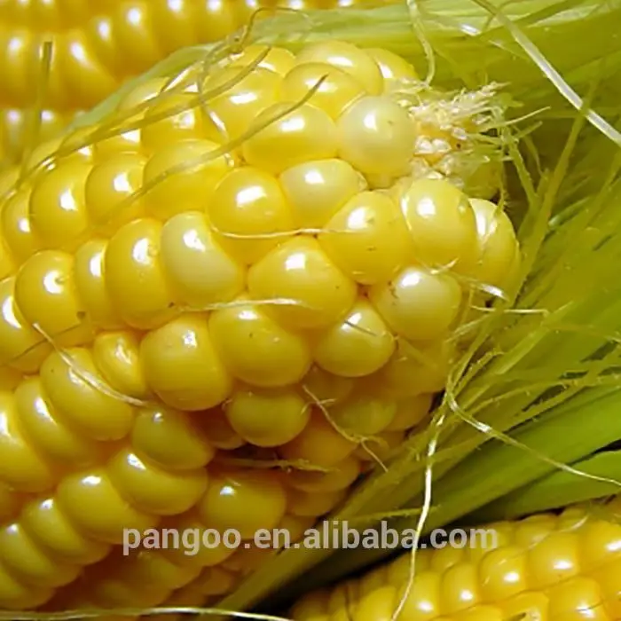 Bio fertilizer bacillus mucilaginosus bio fertilizer for agriculture