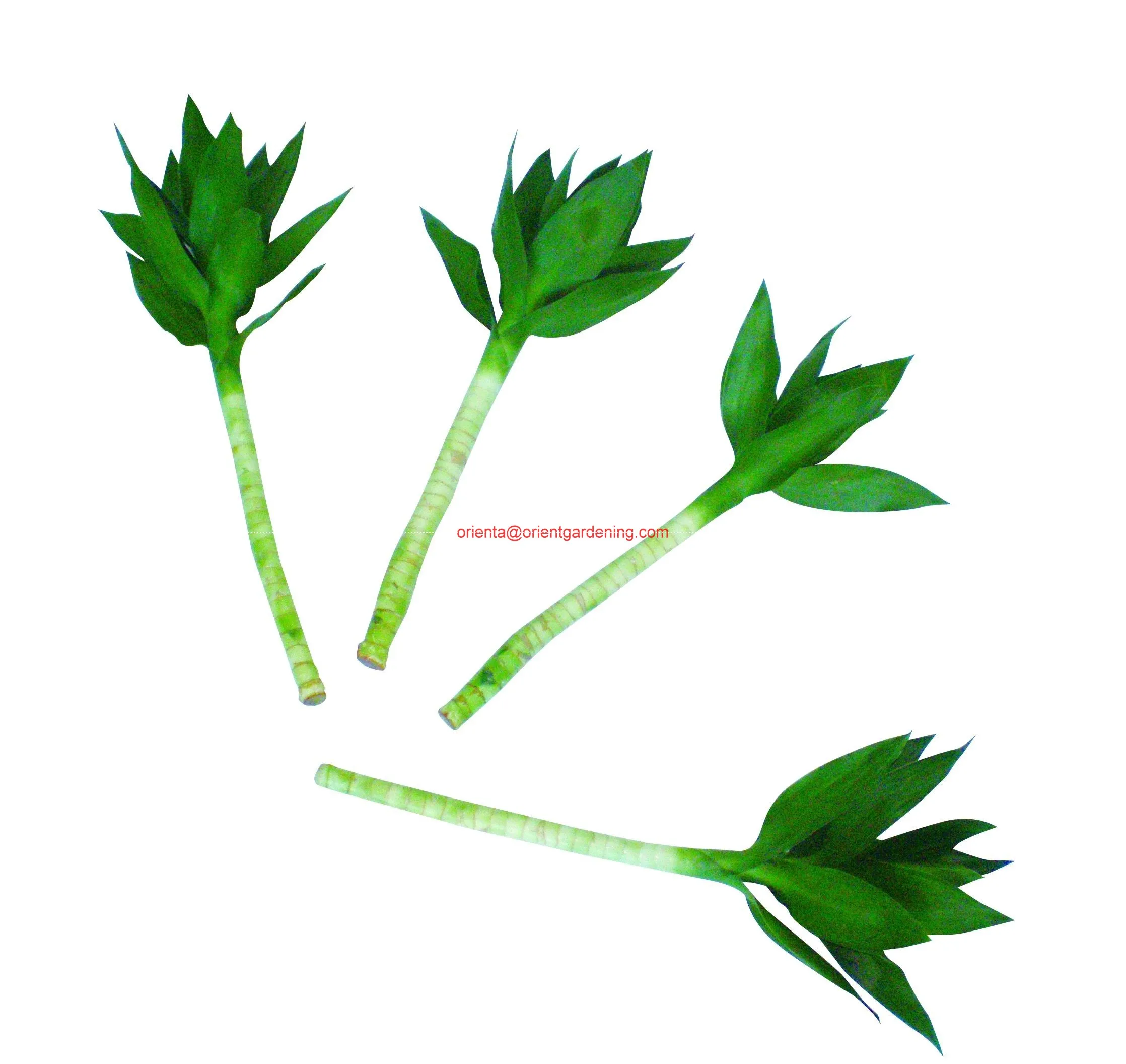 lucky bamboo live plant  plants 50cm-100cm  lotus lucky bamboo plant with leaves