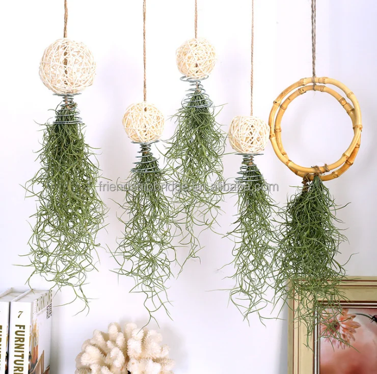 
tropics indoor easy care air plants Tillandsia 