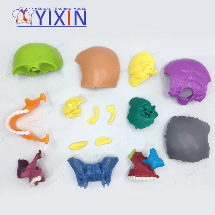 
4D mini head bone assembly model color human skull model primary color art painting 15 parts 