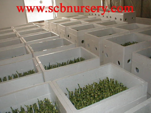 
Lucky bamboo Dracaena Sanderiana 