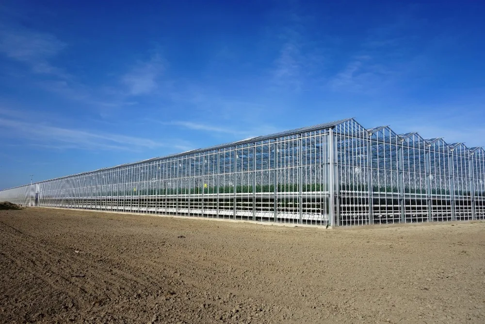 Skyplant Venlo Multi-span Greenhouse With Hydroponic Systems
