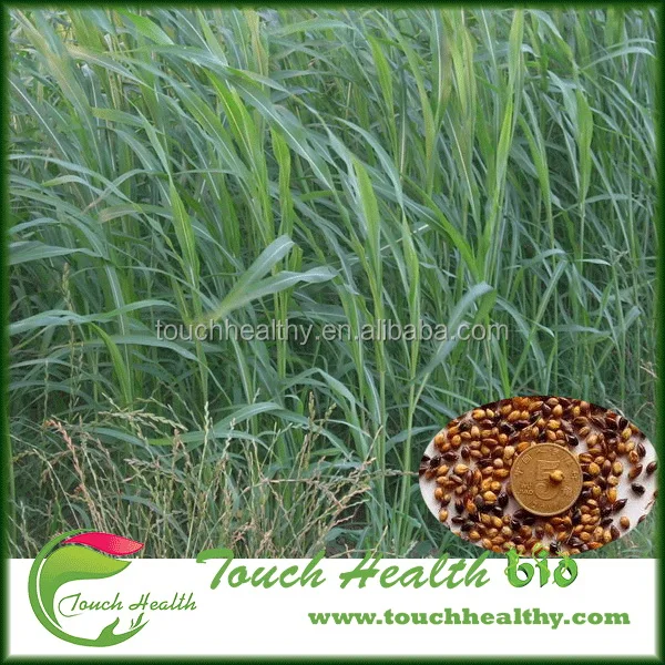 
2021 Sorghum sudanense seeds/sudan grass seeds/forage grass seeds 