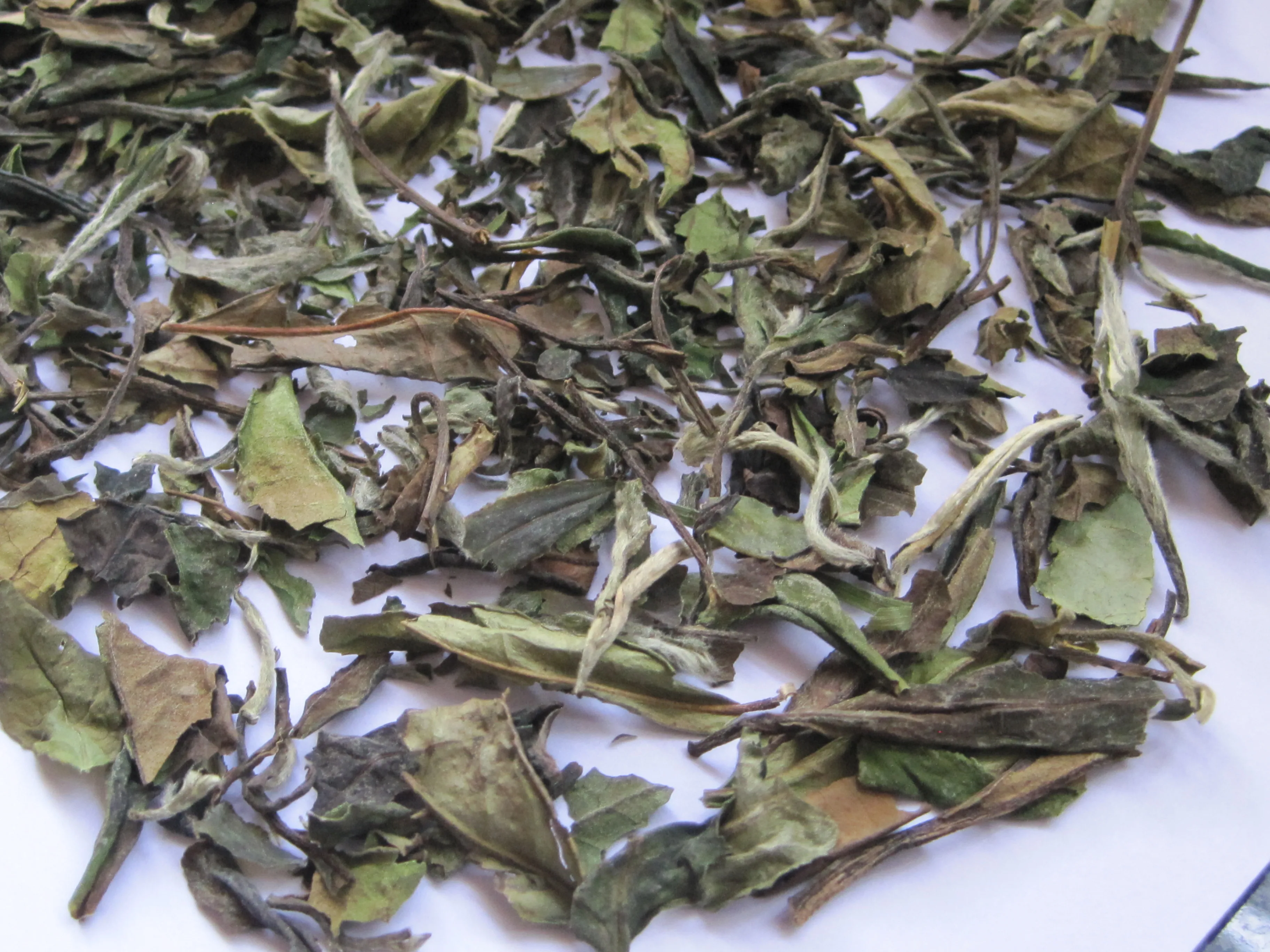 Chinese Eu compliant White tea price fujian White Peony tea