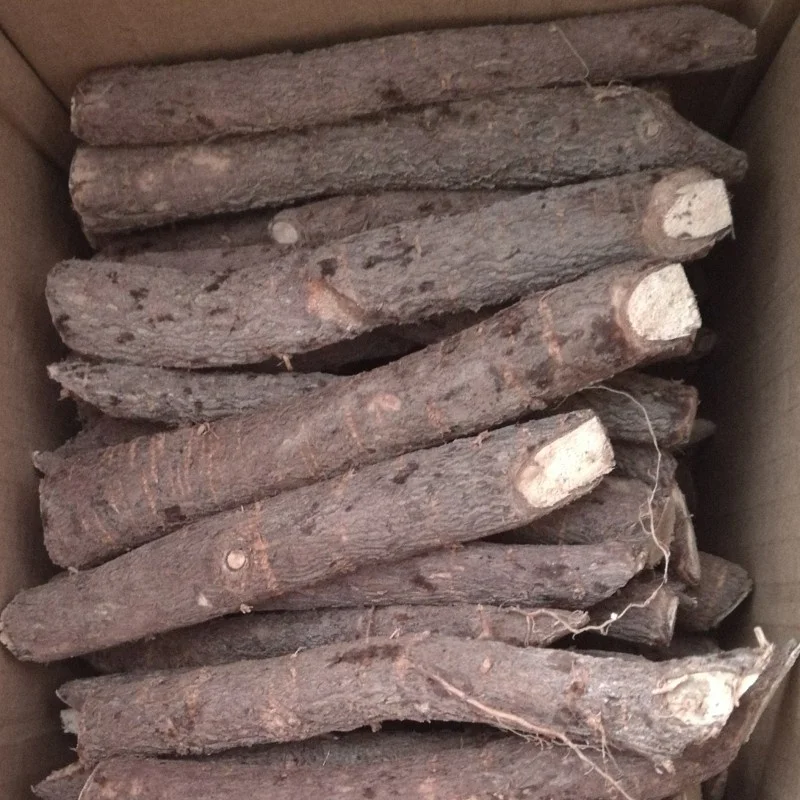 
 Свежий Гибридный корень paulownia shan tong от Heze  