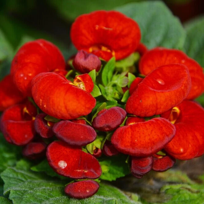 Гибридные F1 калцеолария семена цветов для посадки