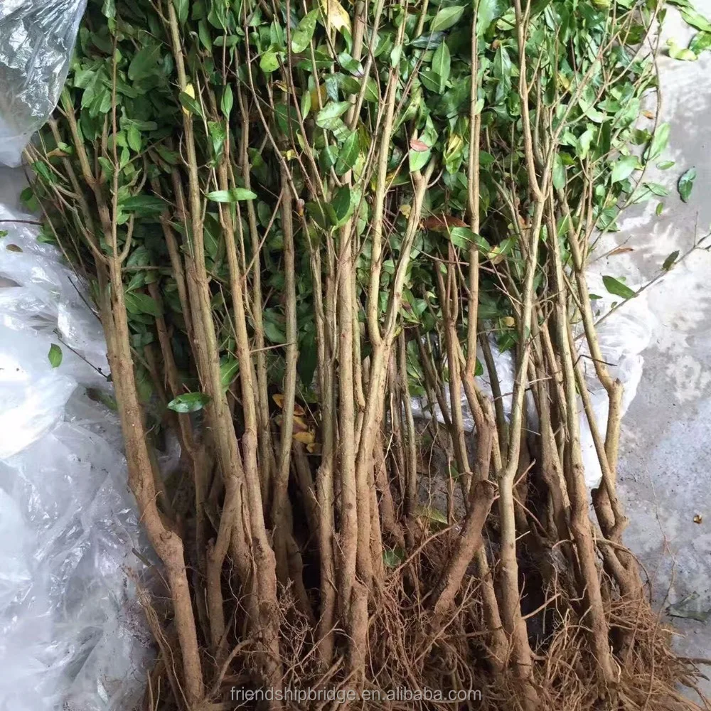 Саженцы гранатового дерева Punica