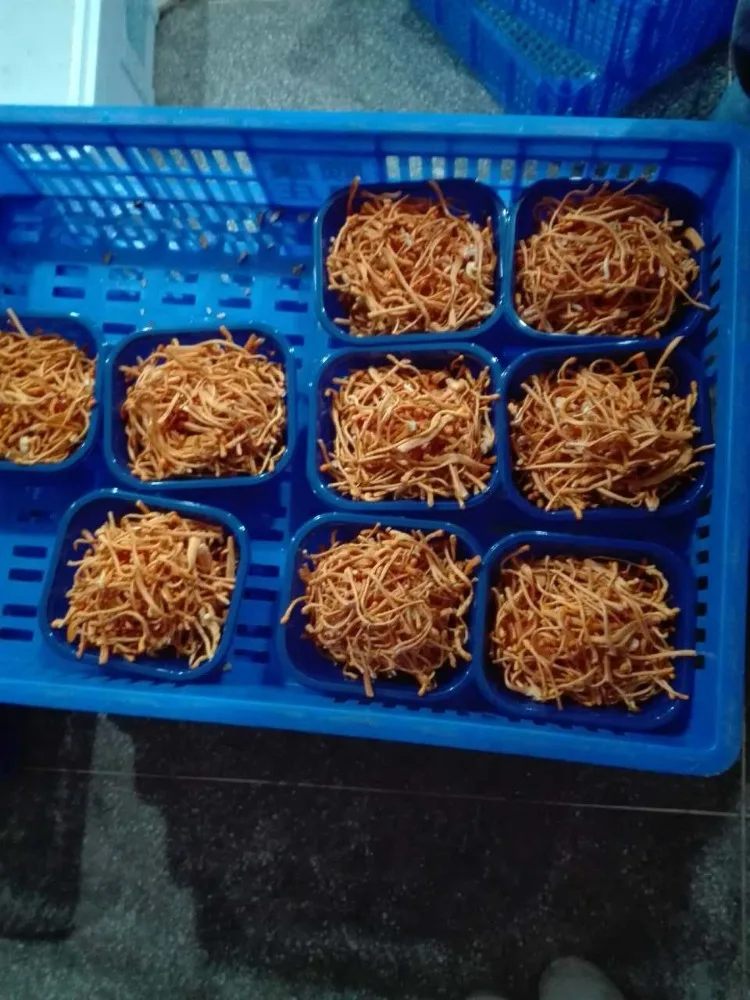 
Detan Cordyceps Militaris Fresh Mushroom 