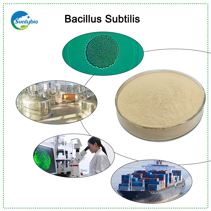  Кормовые кормы для домашней птицы Купить Усилитель роста Bacillus Subtilis Pig