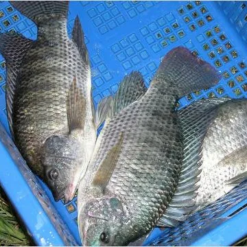 
fresh frozen nile tilapia fish buyer from Africa 