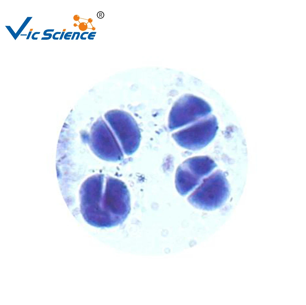 
Teaching or researching 12 pcs cell biology meiosis slides set 
