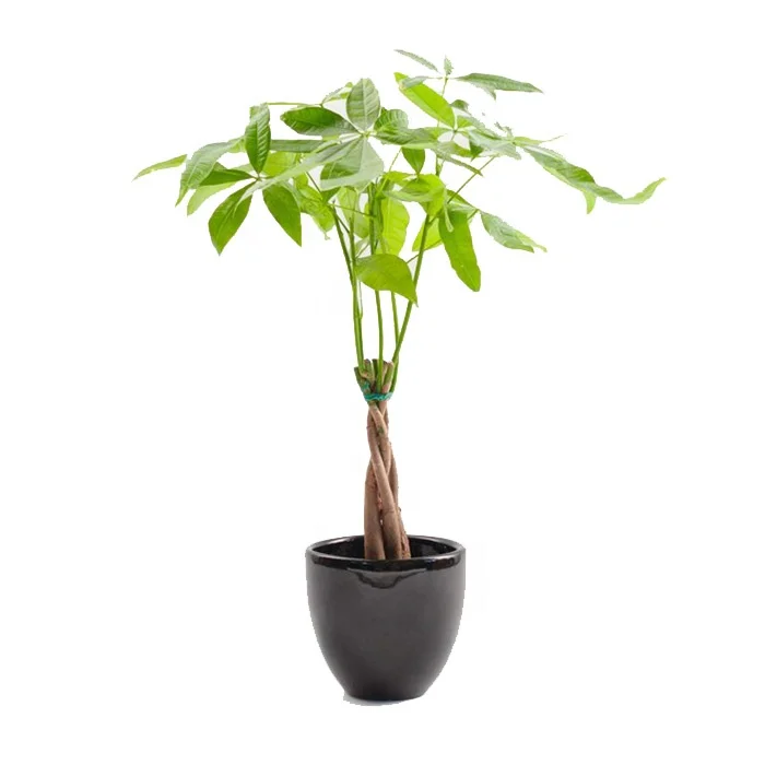 Bonsai pachira money tree plant for sale