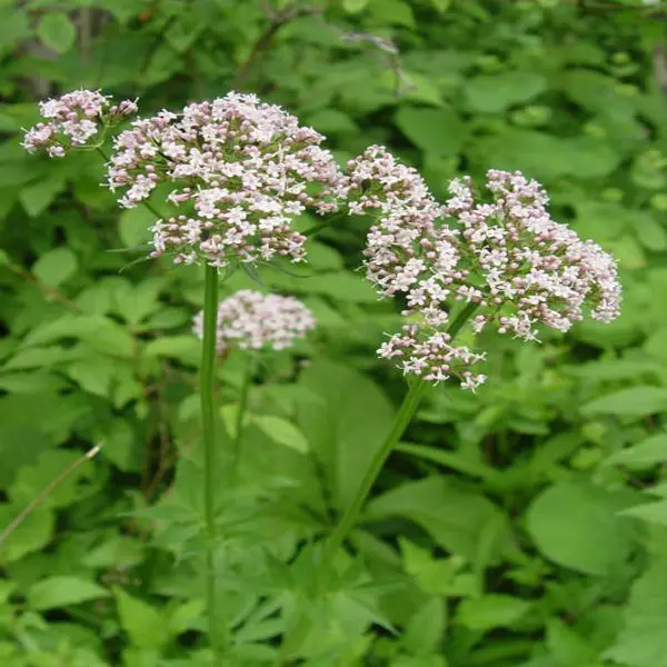 валериана экстракт корня-- валериановая кислота 0.8%