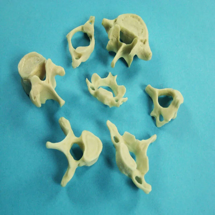 Biology Teaching 7 Separate Parts Anatomical Vertebrae Bone Model Set Equipment