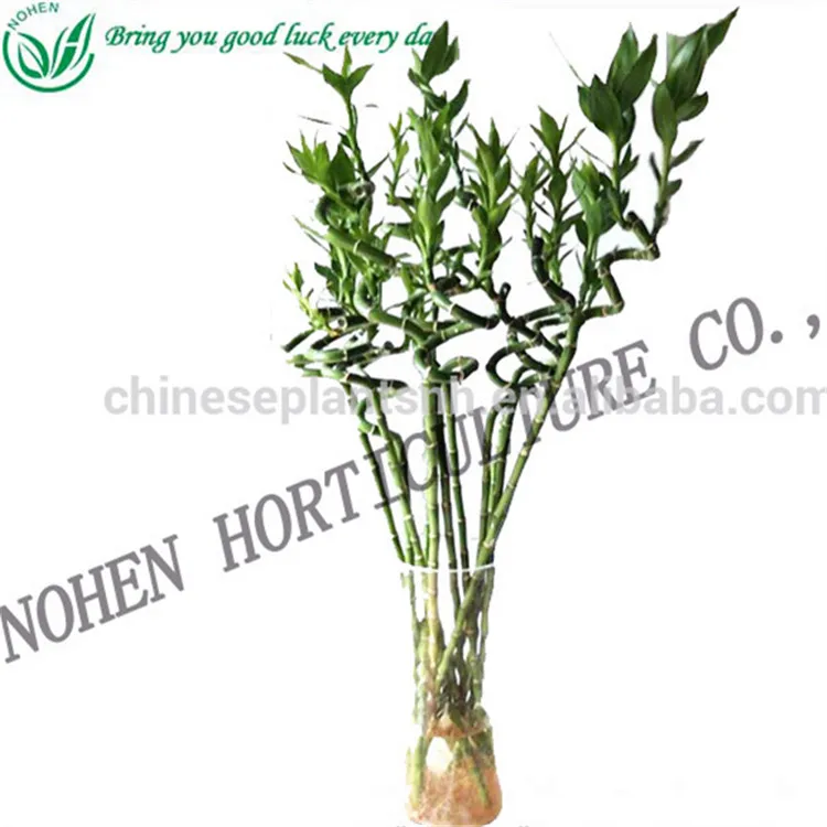 
Spiral bamboo, Lucky bamboo, aquatic feng shui plants nursery decoration 
