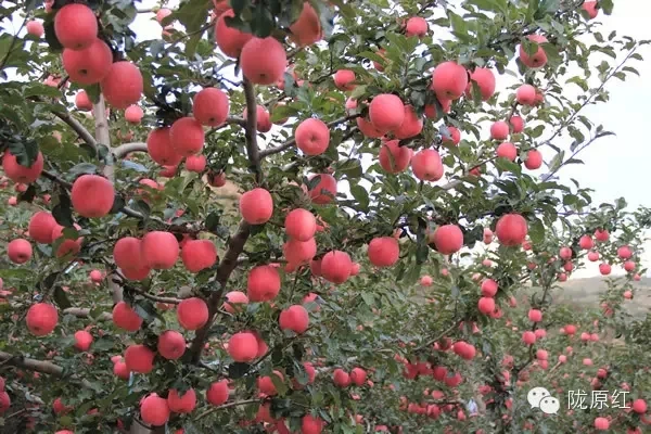 Jingning fuji apple
