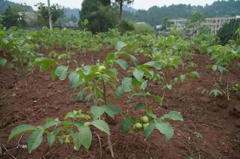 
Walnut seedling saplings 