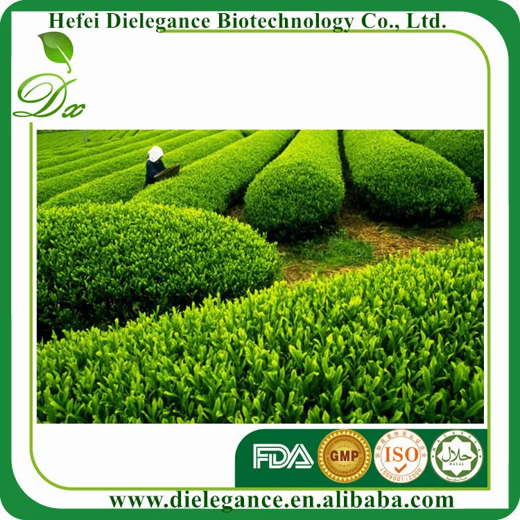  100% Природные Органические Био-Экстракт Зеленого Чая