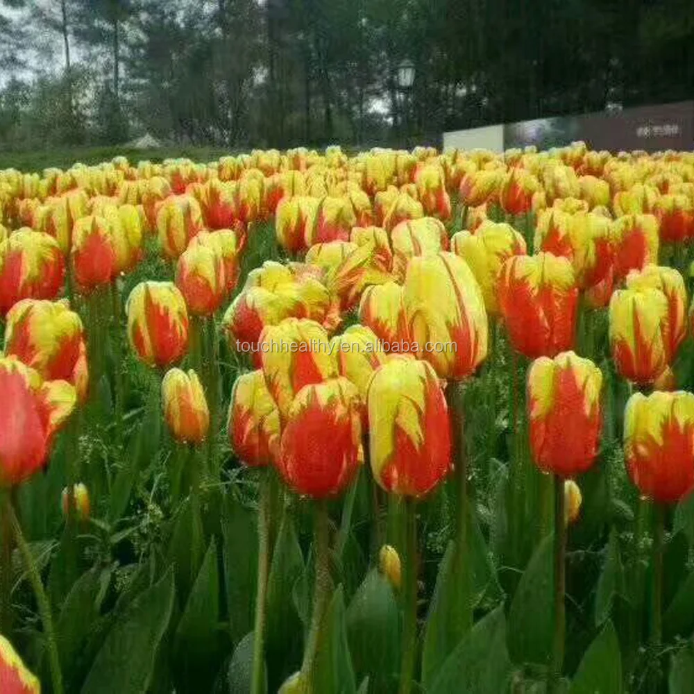 2021 Touchhealthy поставка лампы тюльпан геснериана (лампа тюльпана) для бонсая