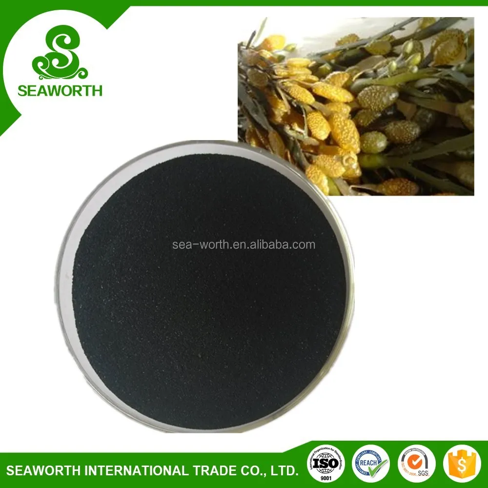 Wholesale dried seaweed for fruit