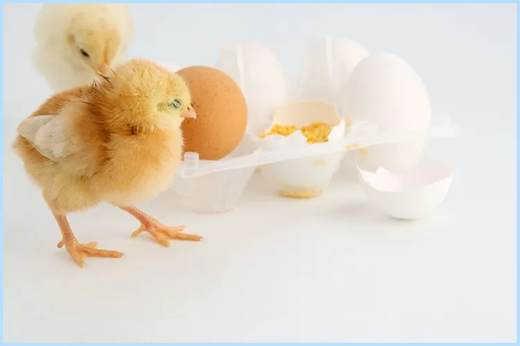 Multifunction egg hatching machine price for sale